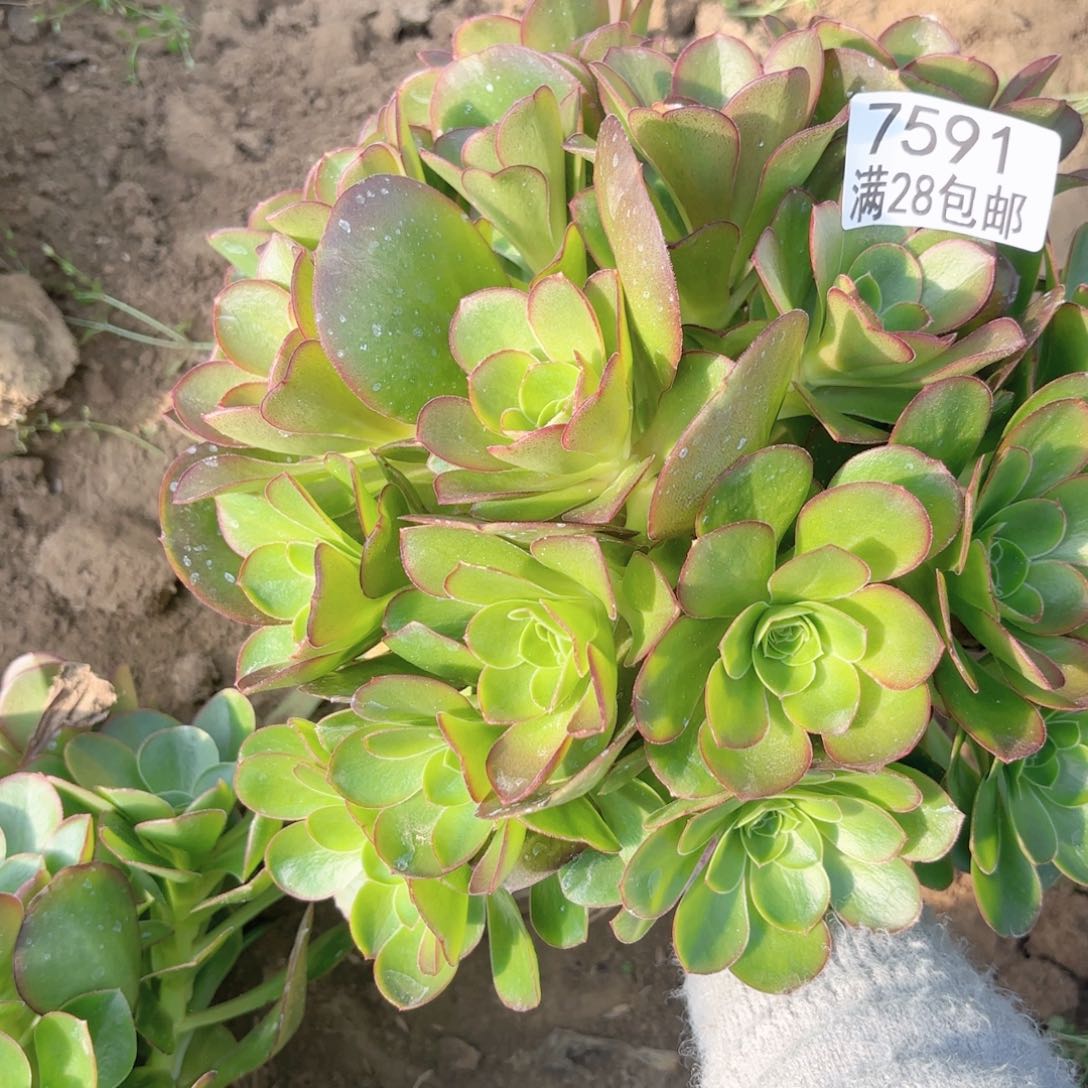 N. 7591媚金玫瑰多肉