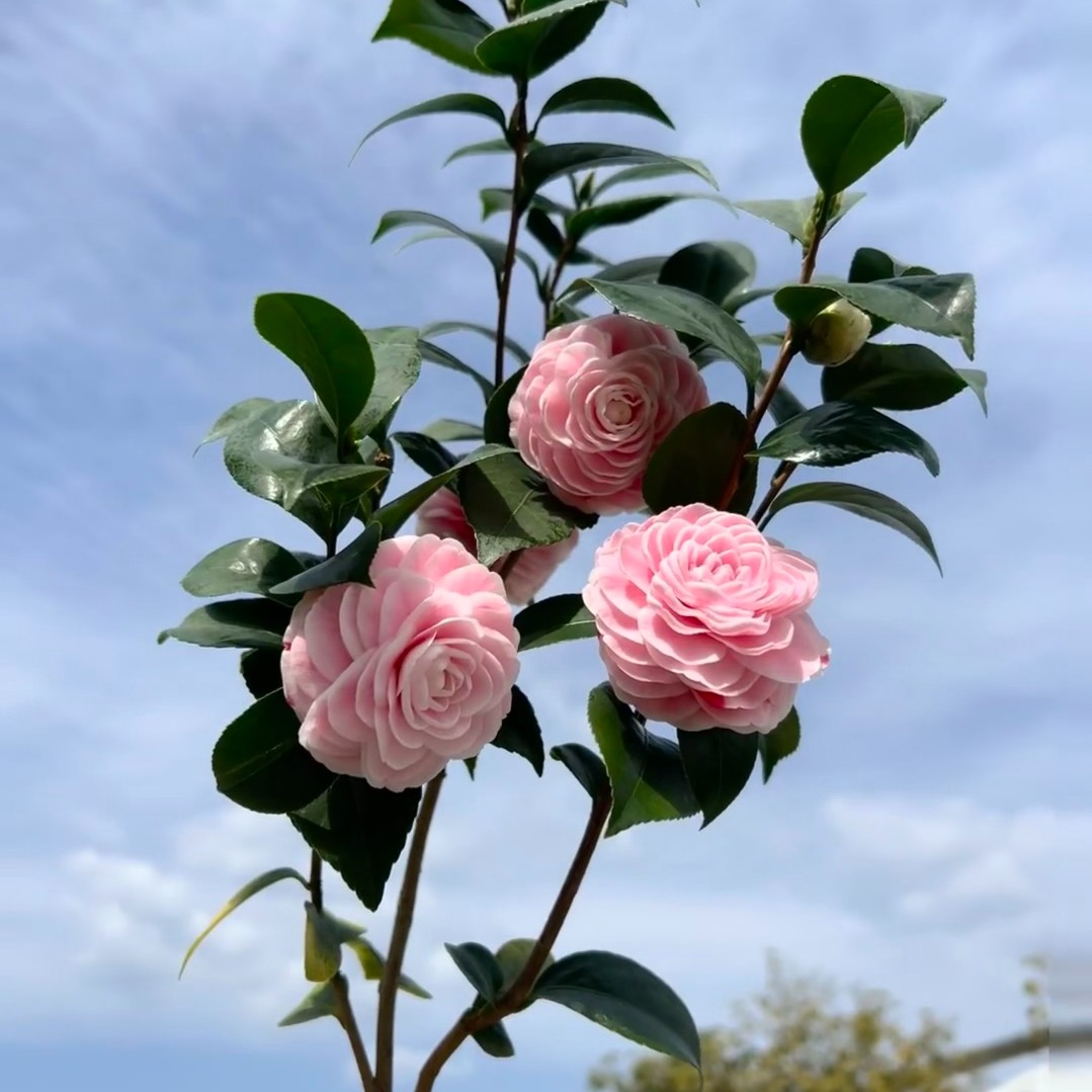 品种山茶花桩头基地直销一物一拍
