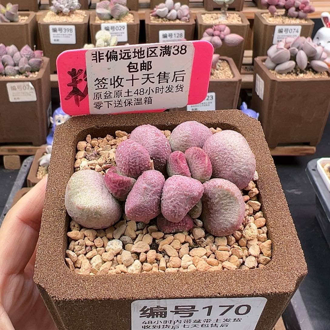 170夏娃多肉植物