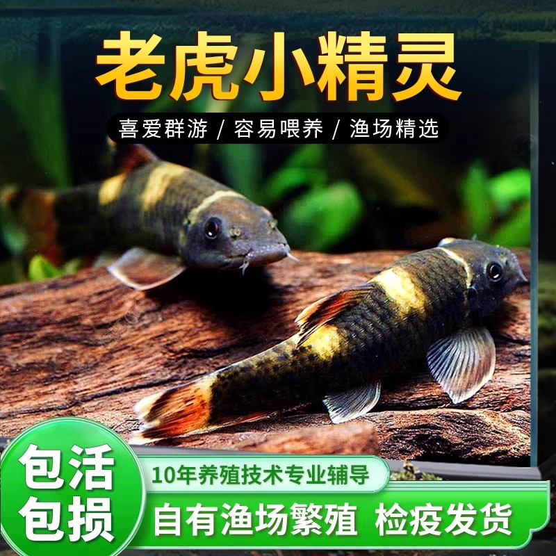 清洁工老虎小精灵鱼虎纹精灵鱼耐寒淡水进口原生除藻除青苔工具鱼