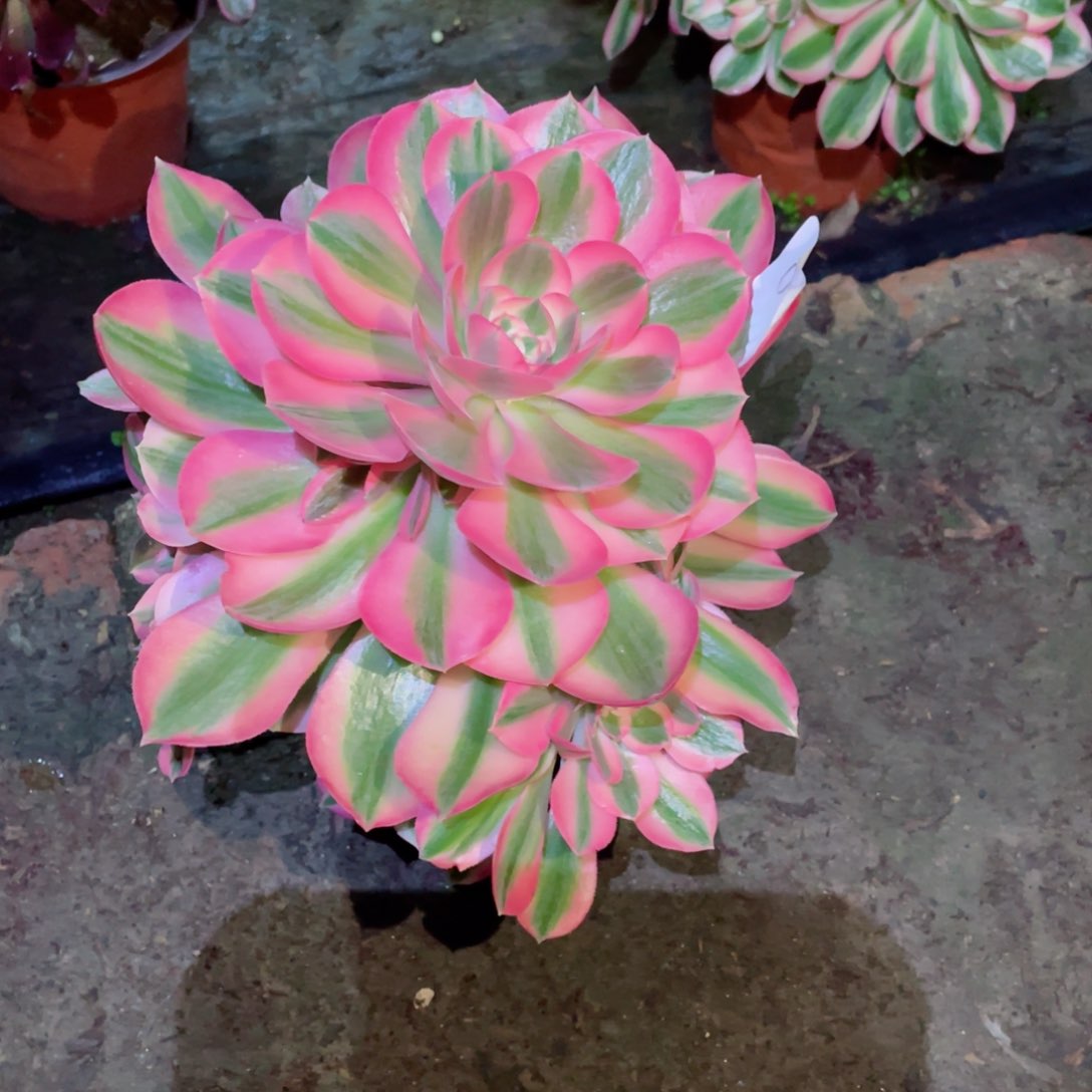 多肉植物女巫047