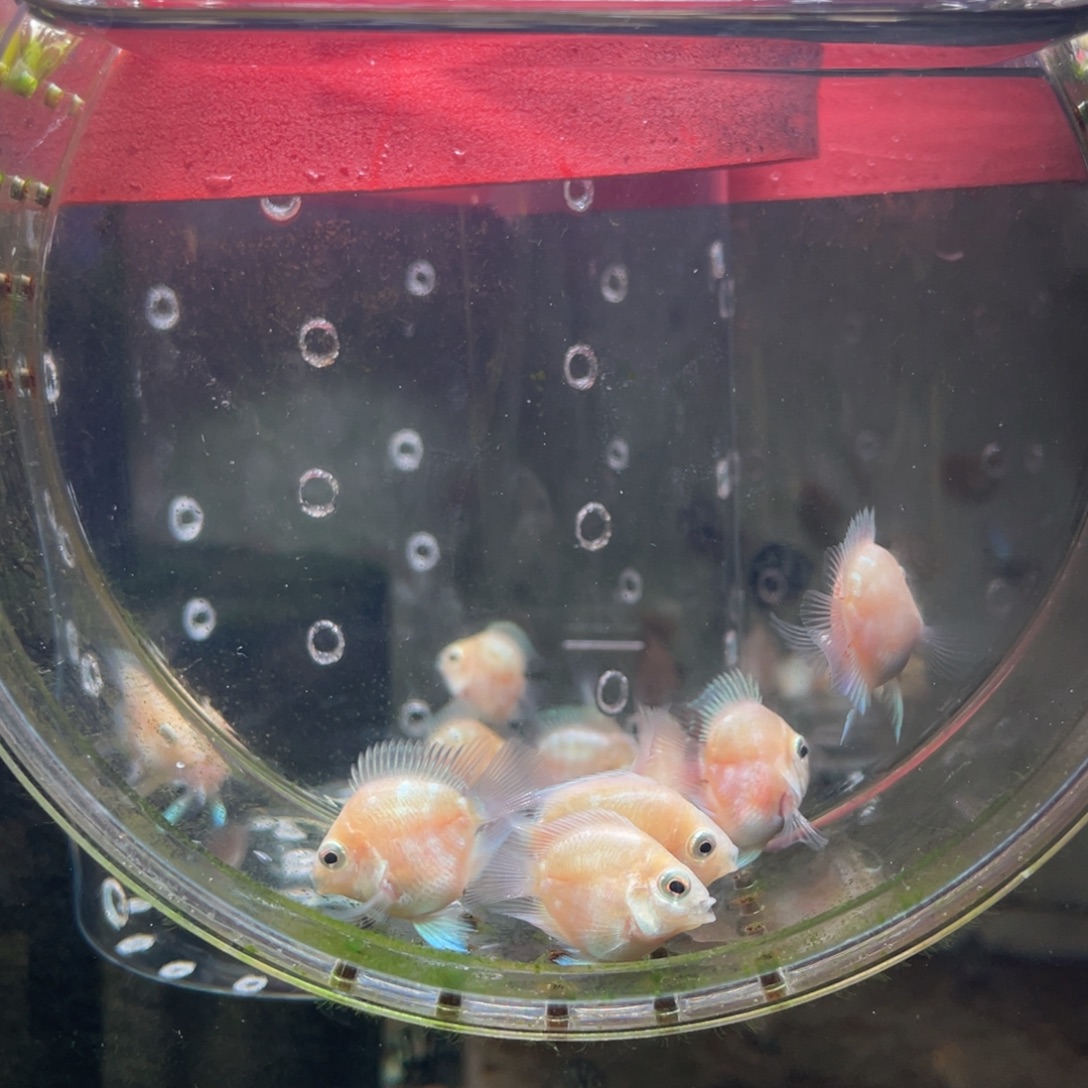 鹦鹉鱼桃心白金亚成6条包邮