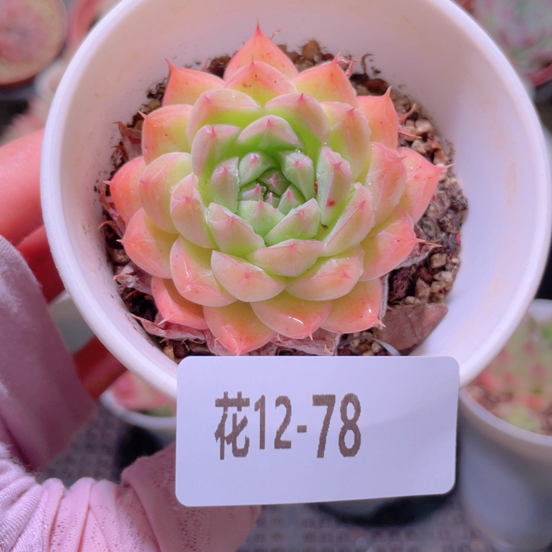 花利美12-78海王单头