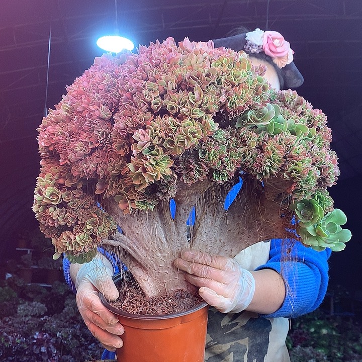 柒柒精品多肉脱土发货不包断侧枝S872