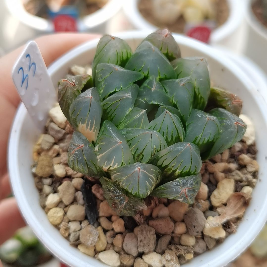 33号北极之光锦一物一拍带盆土发货