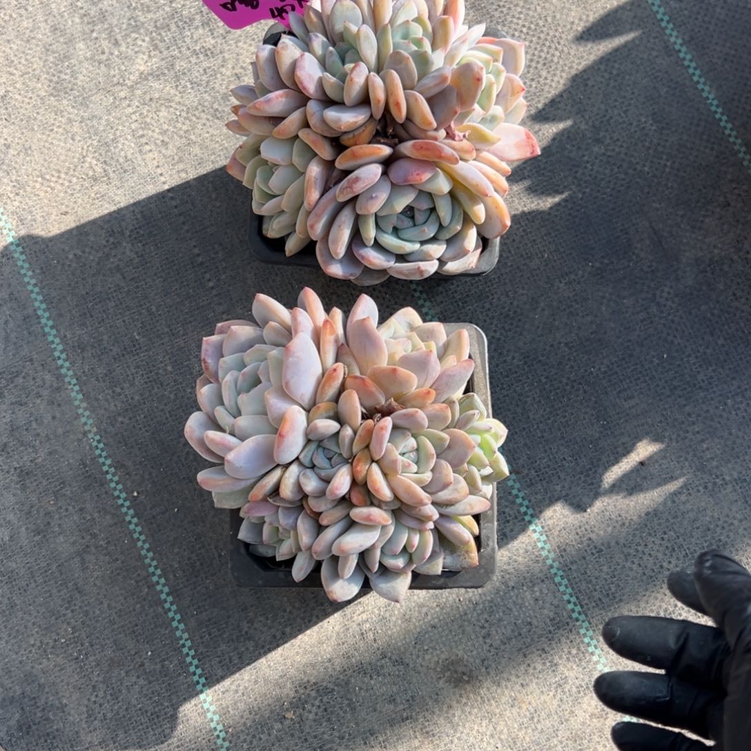 嘻****橙子2颗1111111111111111