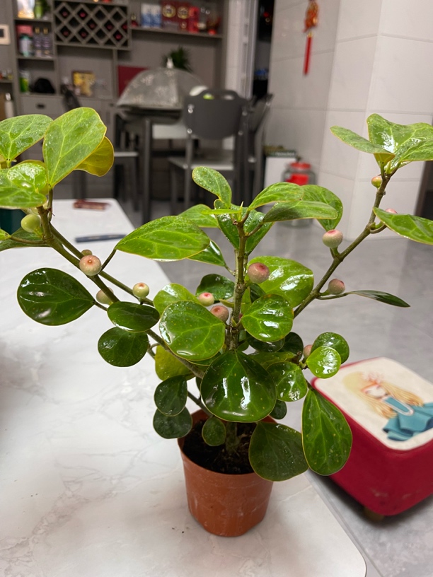 菩提树专注家居绿化