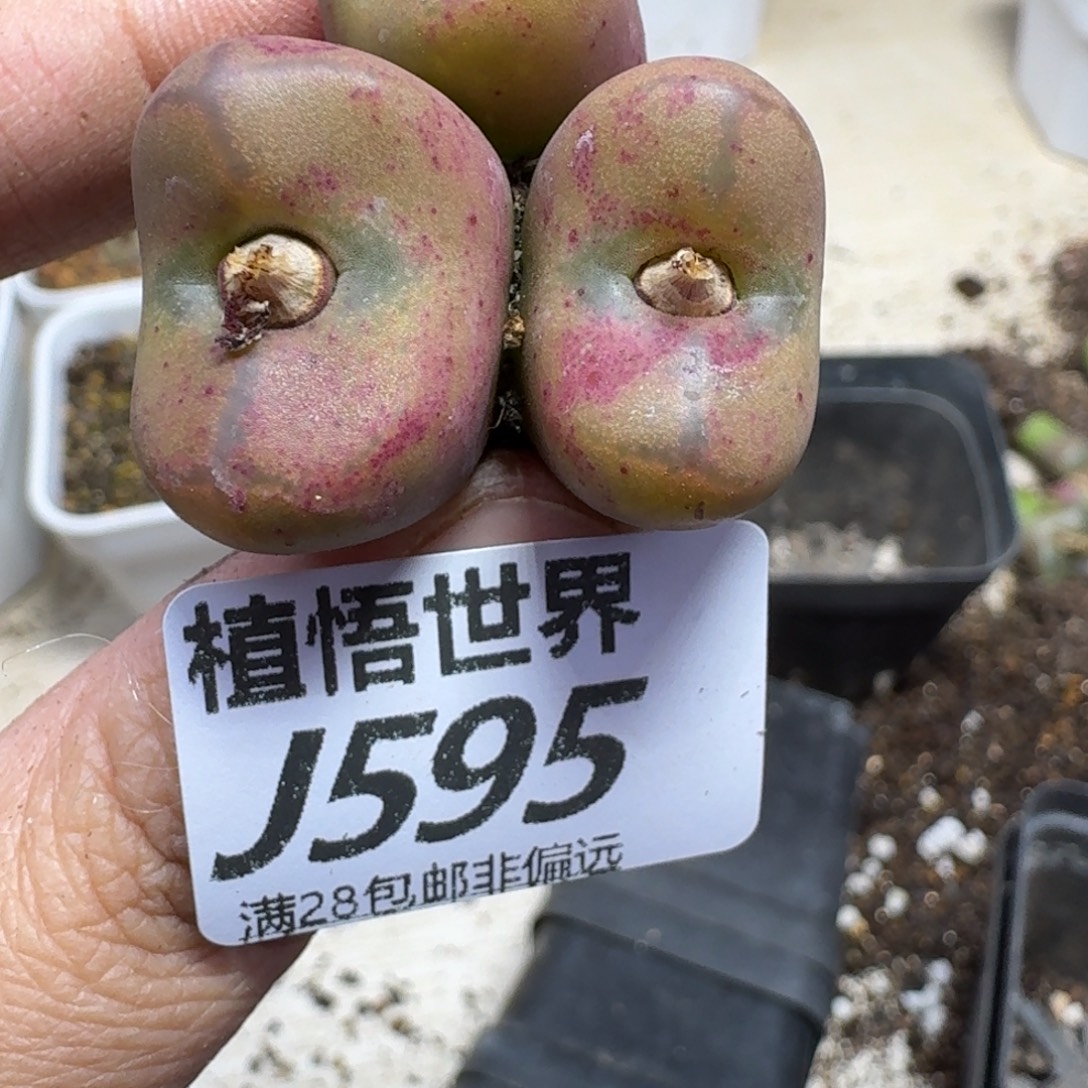 多肉植物肉人生fgh