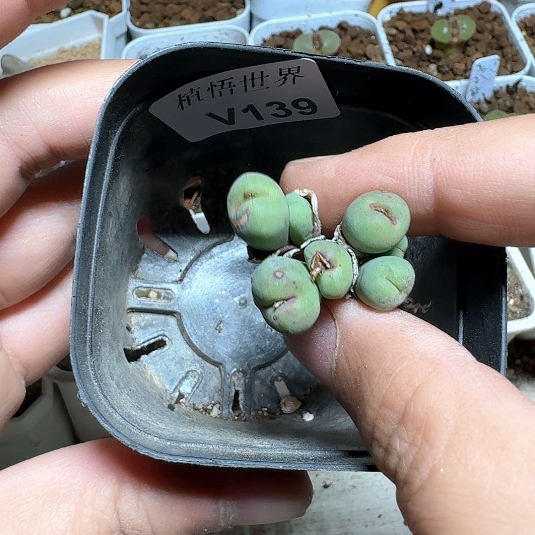 139盒多肉植物哇c g