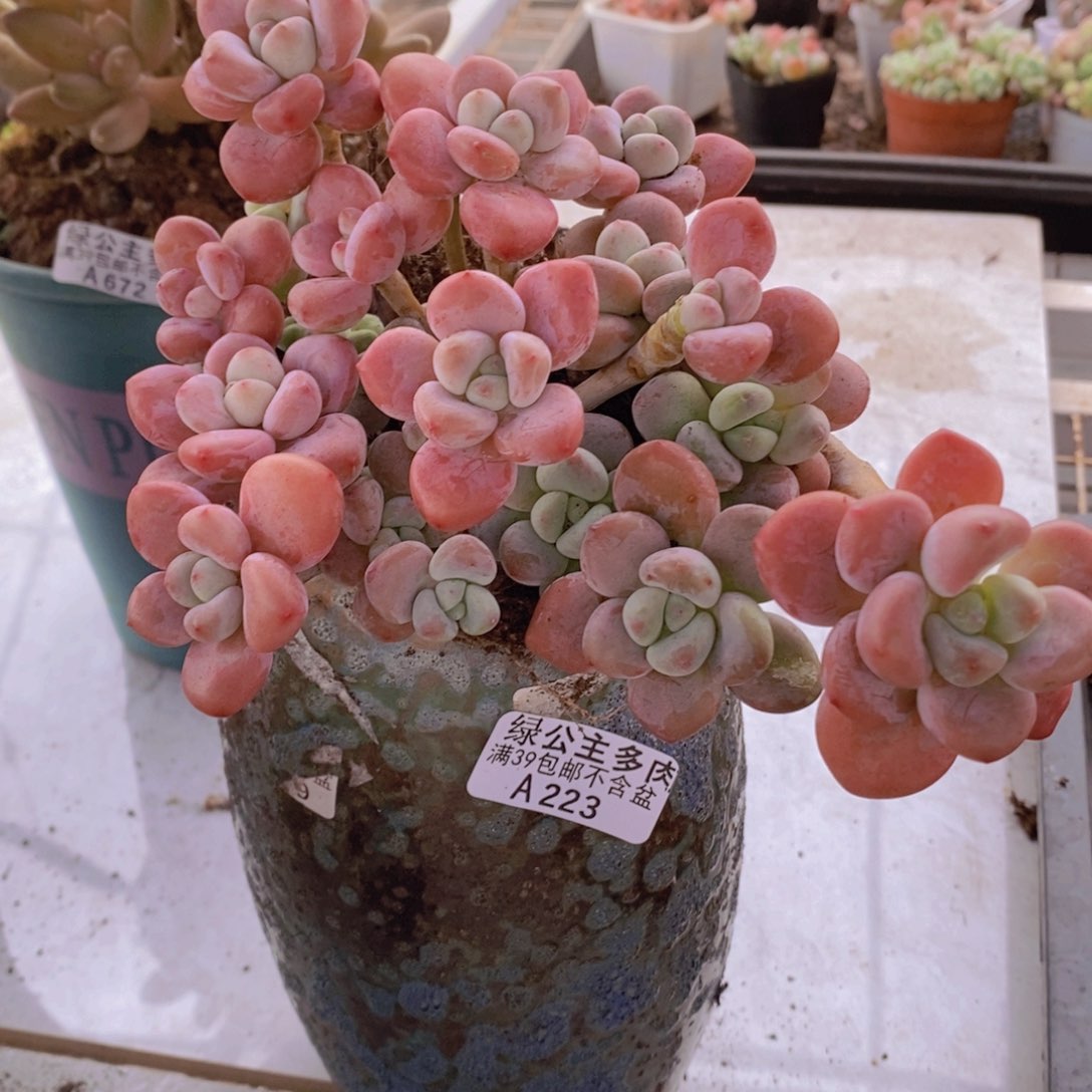 樱花洛神13cm223多肉植物