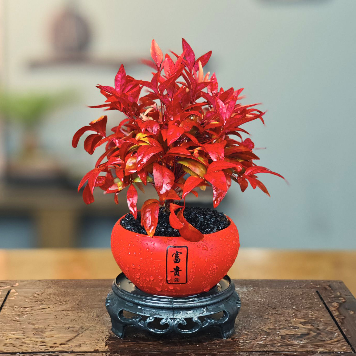 火焰南天竹年宵花盆栽吉祥富贵盆冬季耐寒室内外客厅阳台好养植物