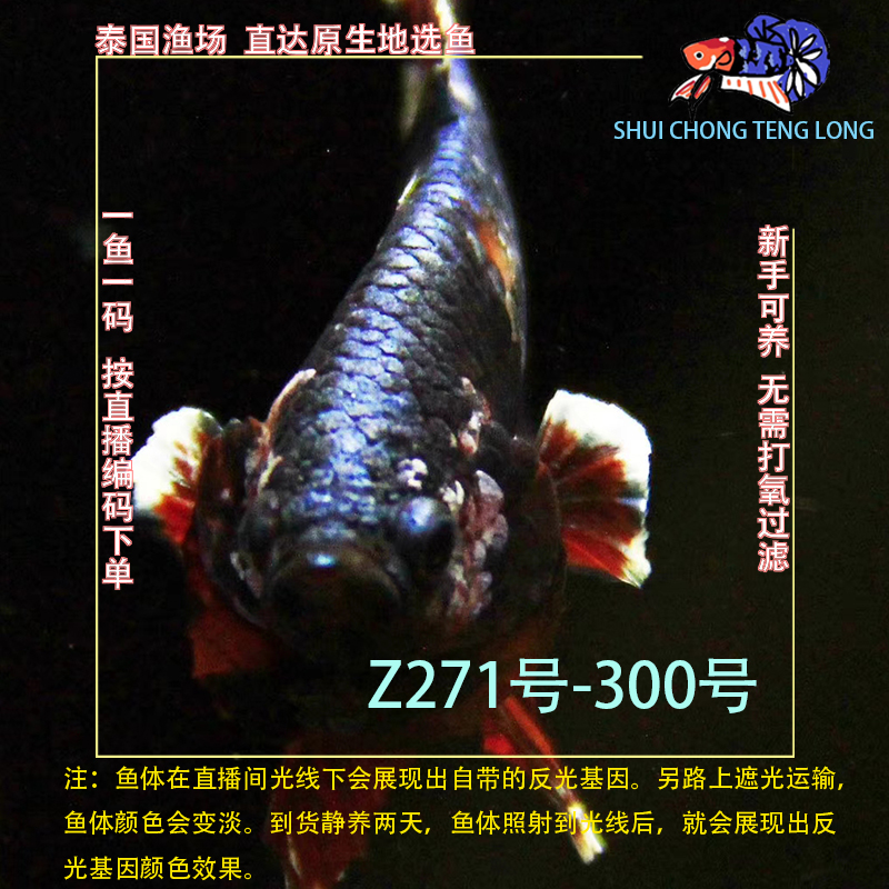 水宠腾隆Z271-300号泰国斗鱼星河糖果将军半月热带观赏鱼新手可养