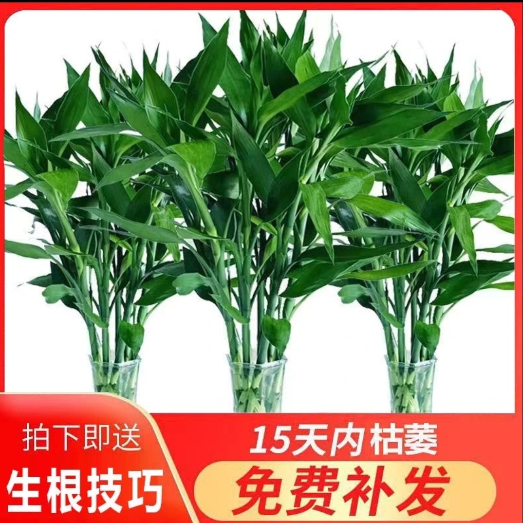 【精品】大竹80-90公分水养客厅水培粗枝盆栽室内富贵竹粗竹好养耐