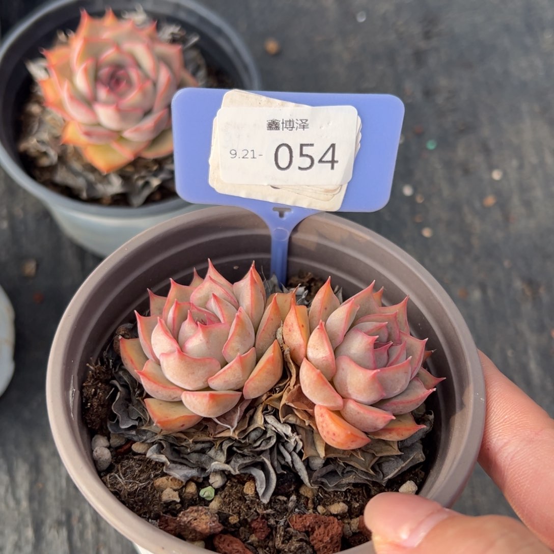 向*葵定向9.21-054 