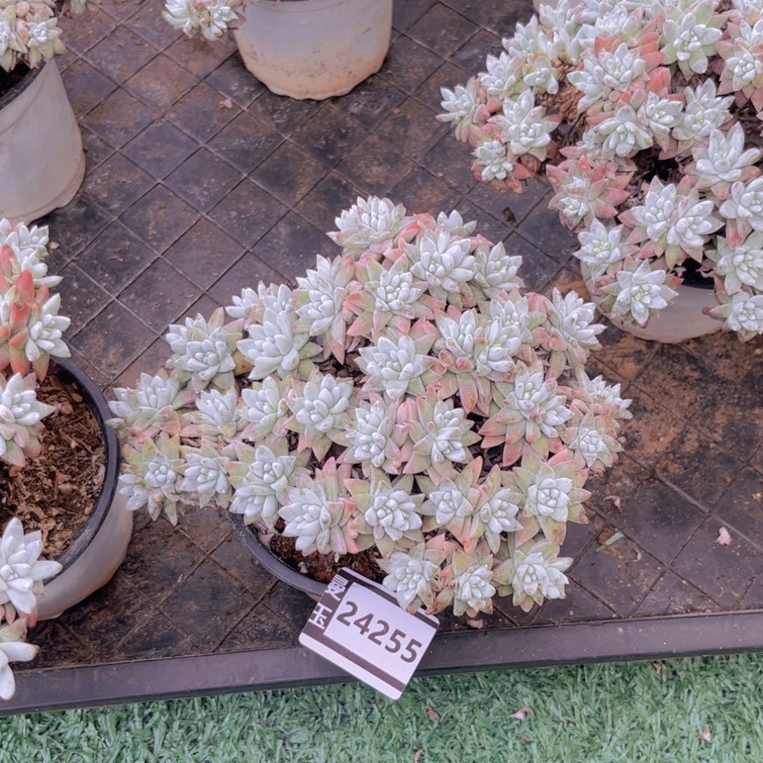 叶***桐白菊多肉植物24255