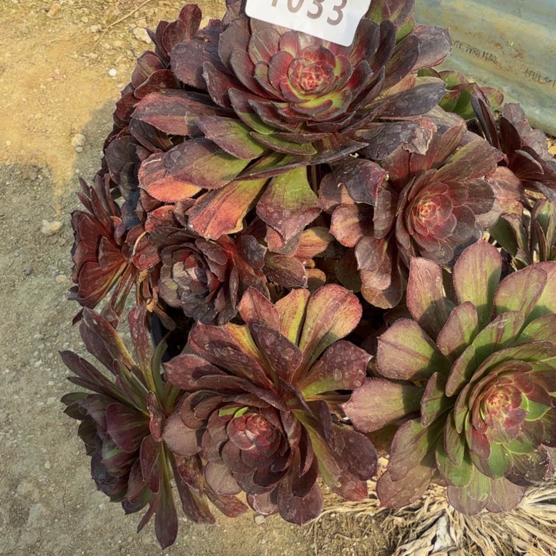 1033花月夜。多肉植物