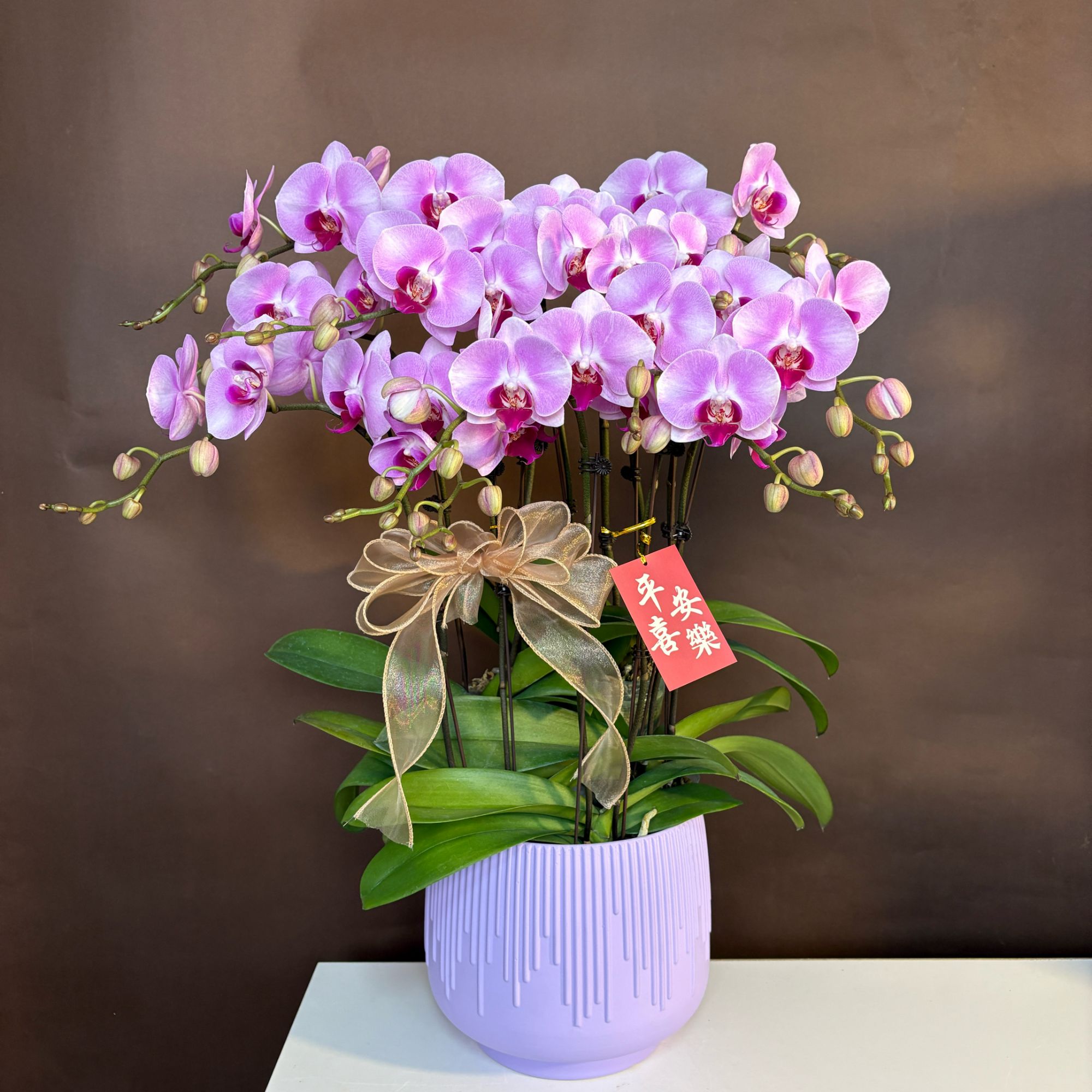 【粉天使】带花苞蝴蝶兰花苗室内植物四季好养观赏花卉