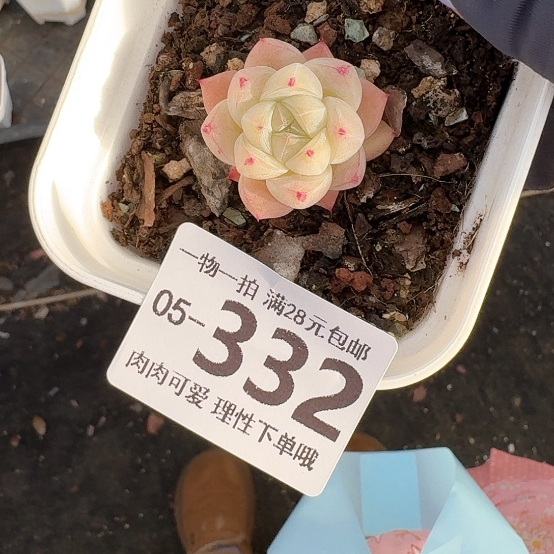 白泽无盆土发货无