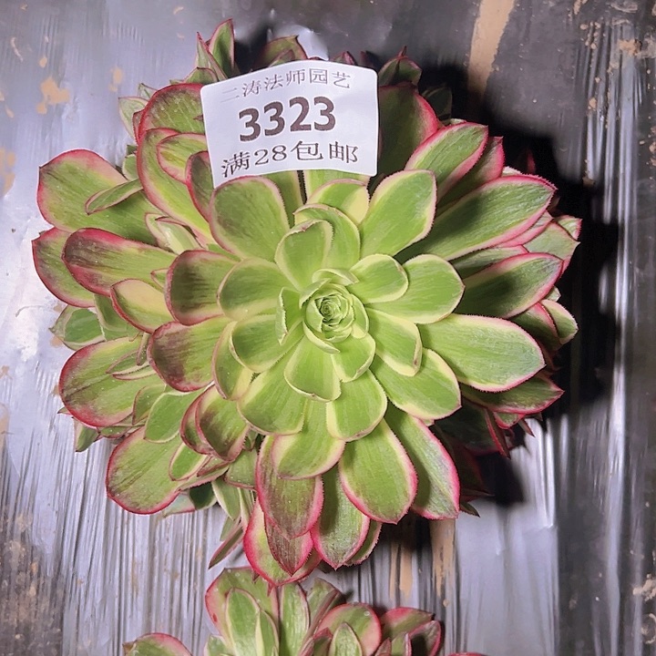 3323海王多肉植物2号