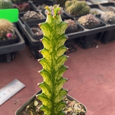 龙骨麒麟3仙人球