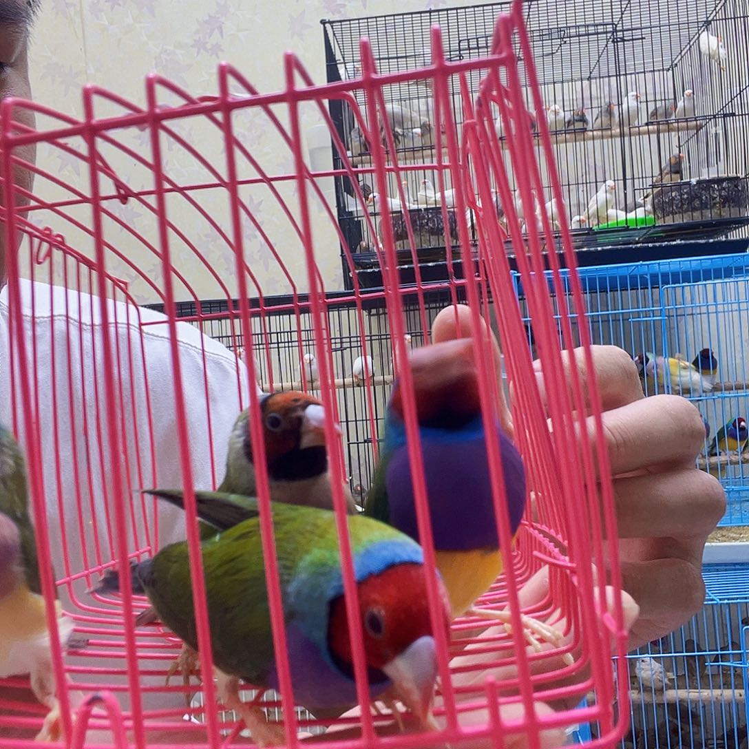 文鸟两队7彩文鸟 包邮包活