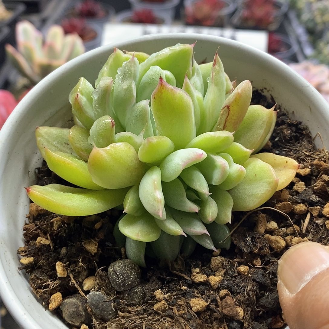 1559不知名东云雪花锦3头