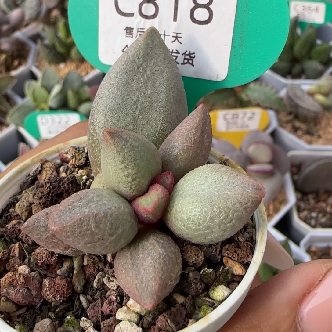 自***年霓裳。    818。      