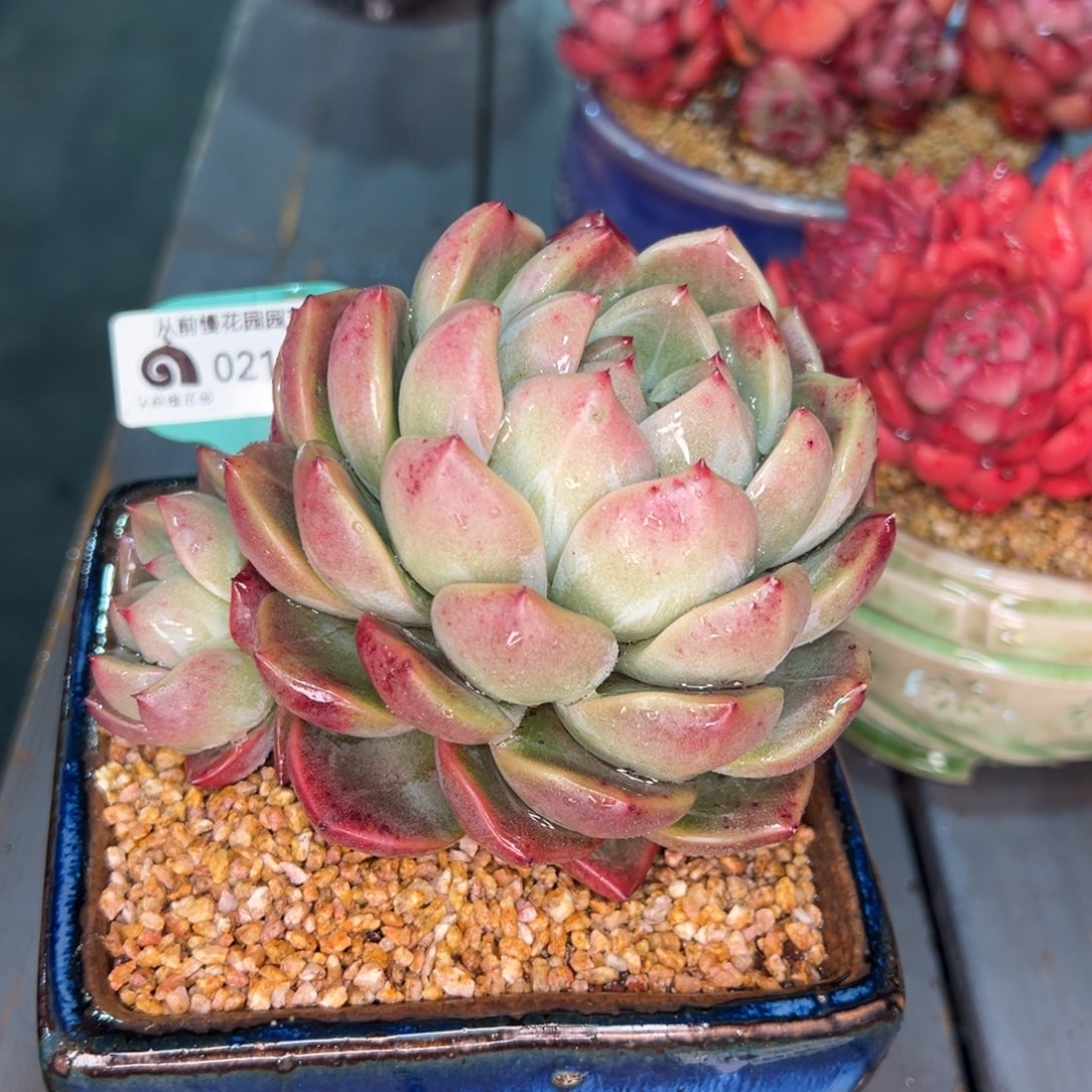 从前慢多肉精选编号0215.347