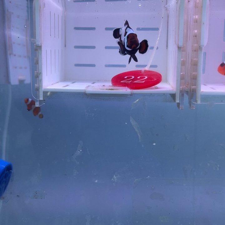 海水鱼黑冰1条4左右