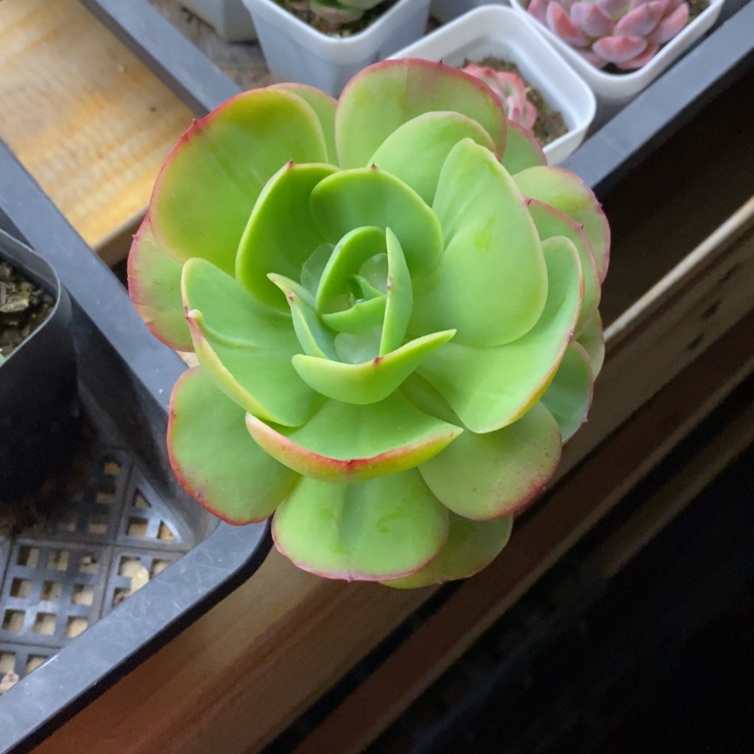 精品多肉一物一拍不包整242