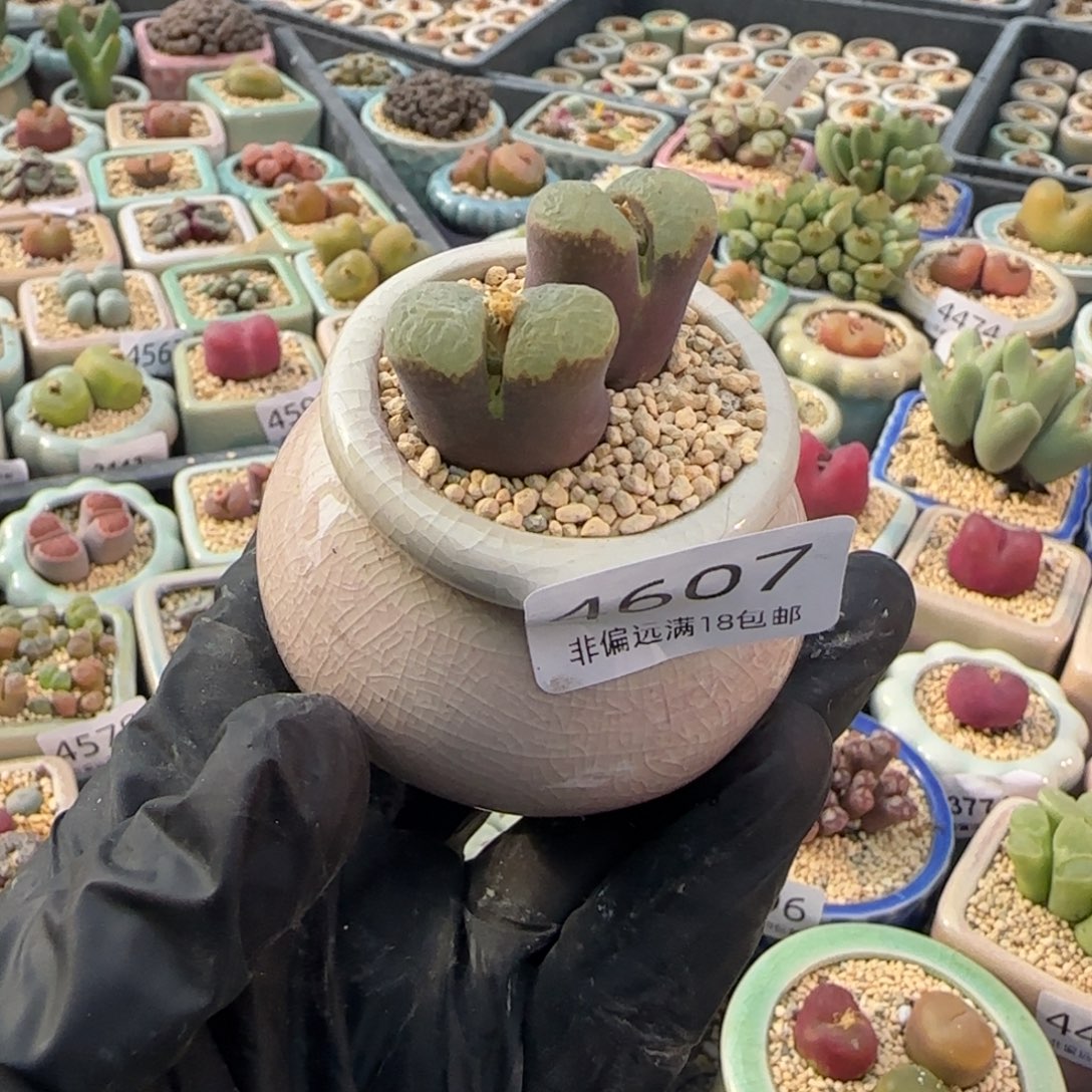 4607-一物一拍 带盆