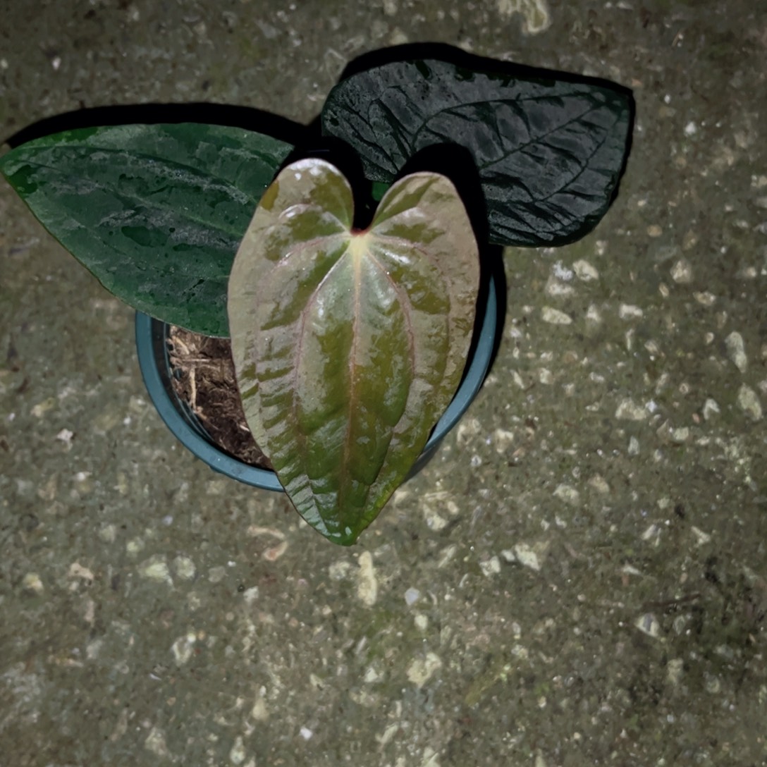 完全开放黑凤凰杂papi