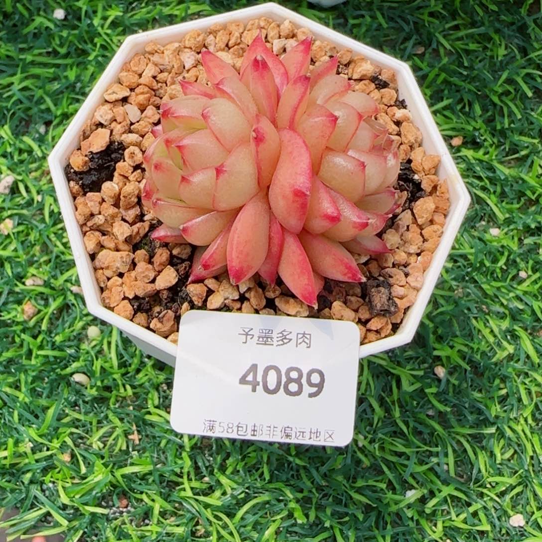 樱桃珍妮，4089多肉植物