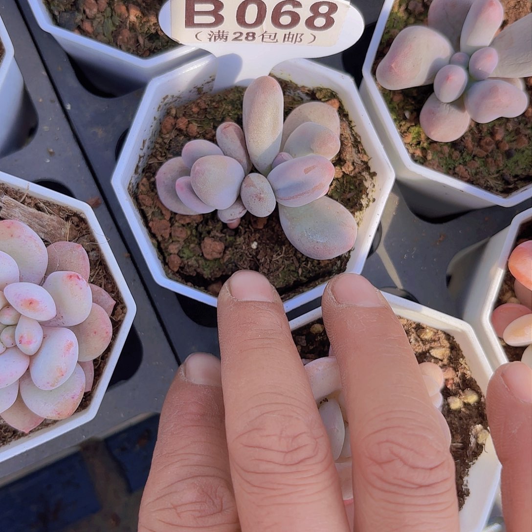 B068Mike奶一物一拍