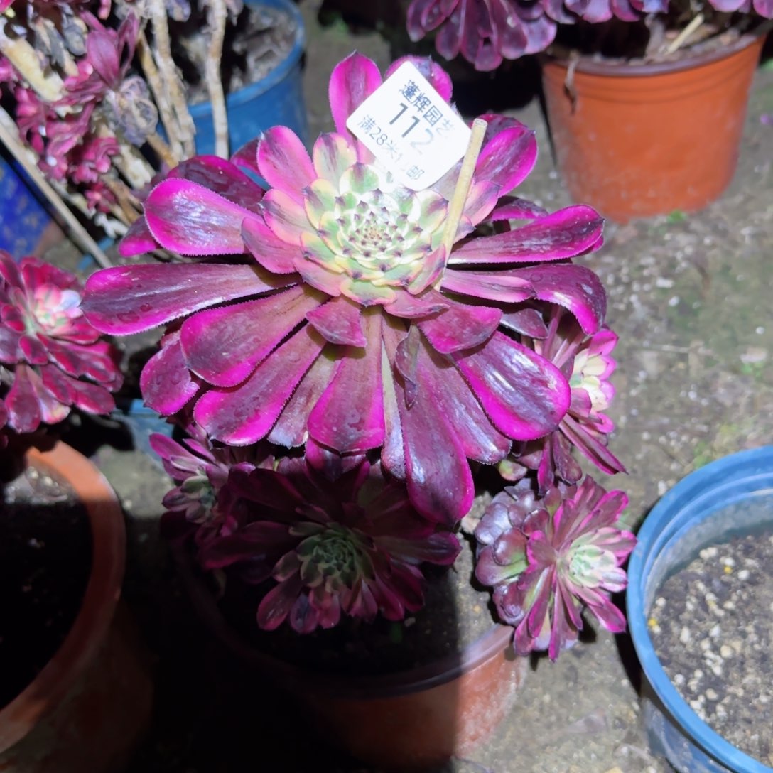 红颜法师多肉112