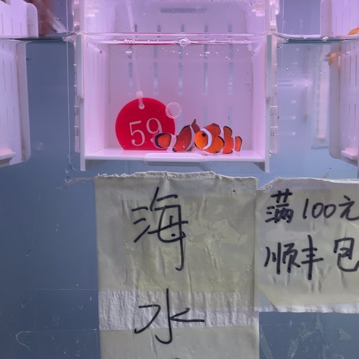 海水鱼精品黑边2条4-5