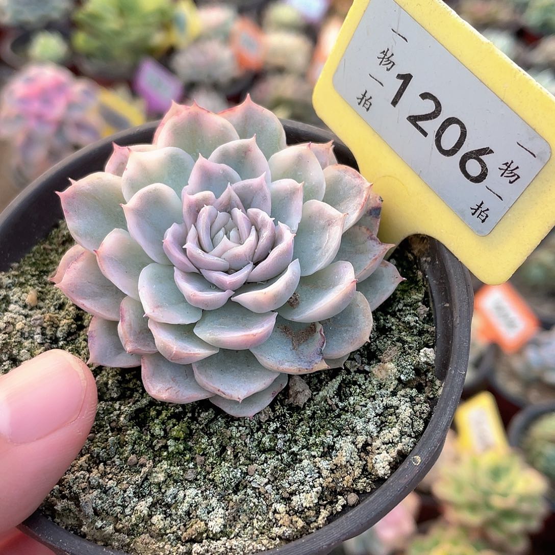 雪球锦1206号多肉