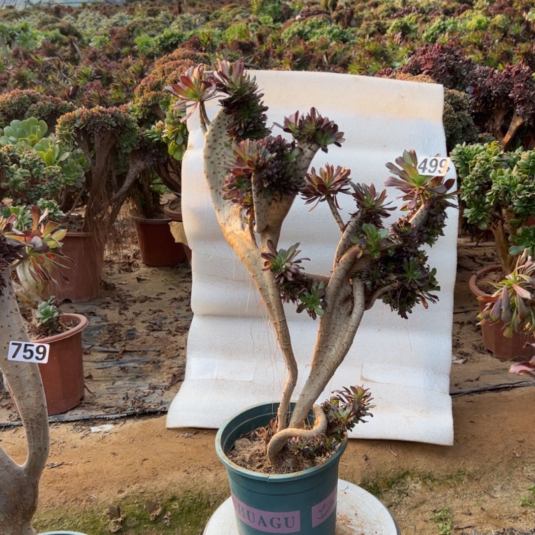 伤多黑缀499高度45厘米