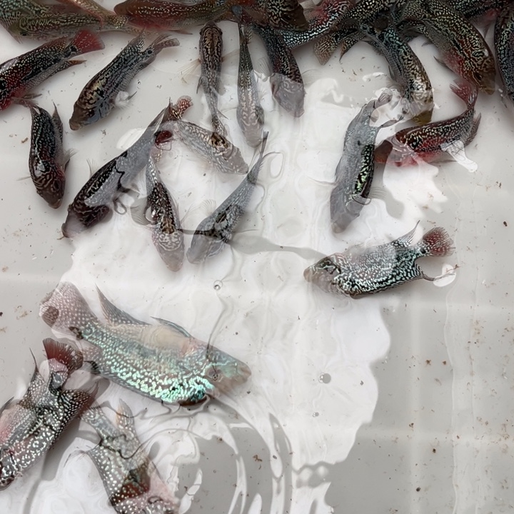 罗汉鱼1111111111111