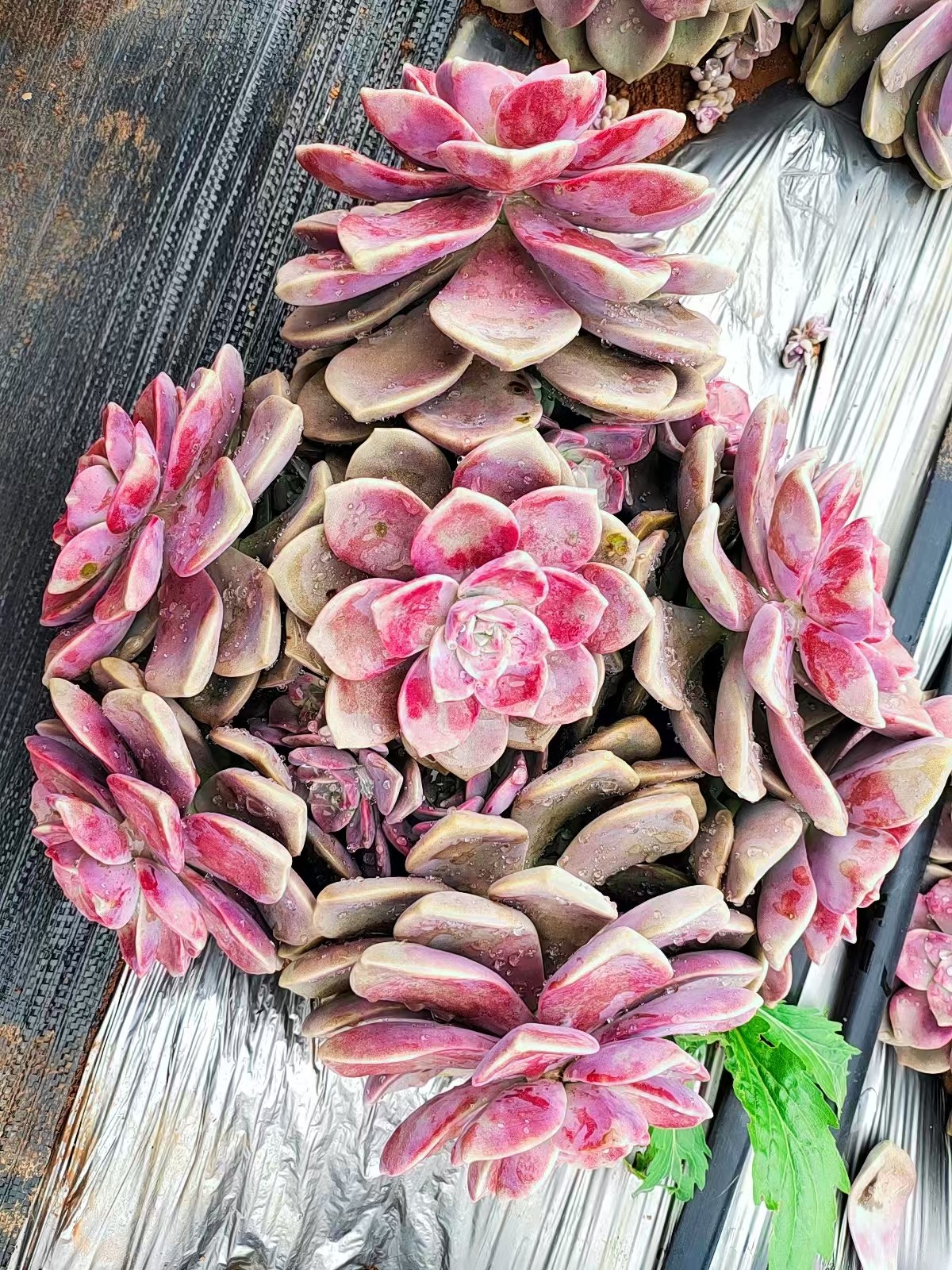 紫乐装箱5号箱 新手好养精品多肉绿植 园艺种植多肉瑕疵不售后