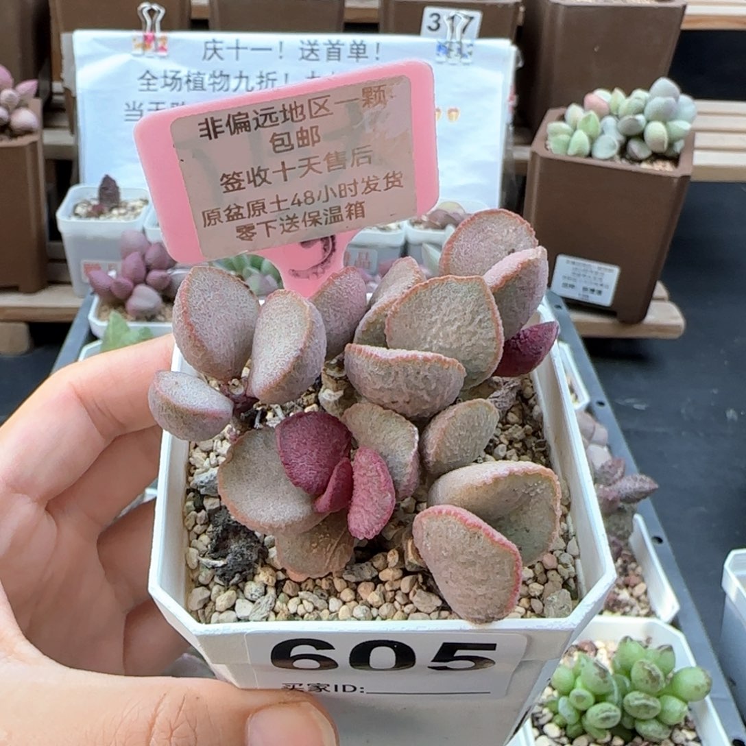 605妖姬多肉植物