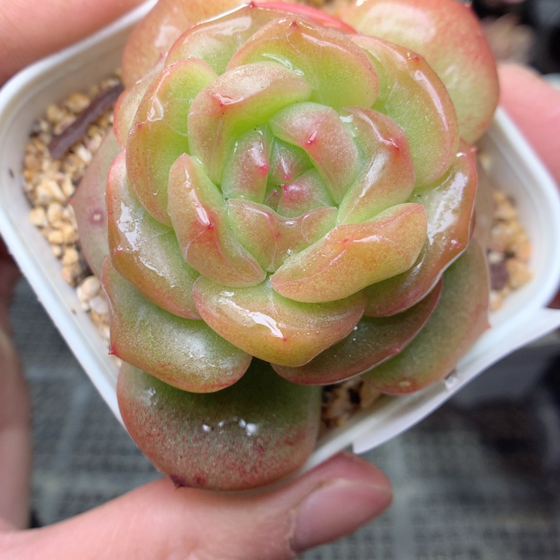 A99y y y y y y y y y y y