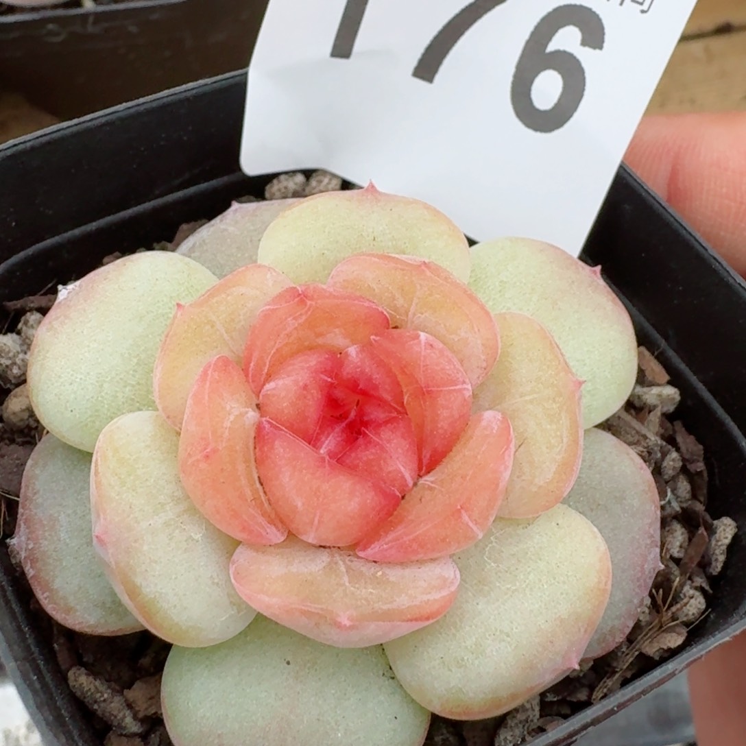 甜美珍妮         多肉植物新品上新