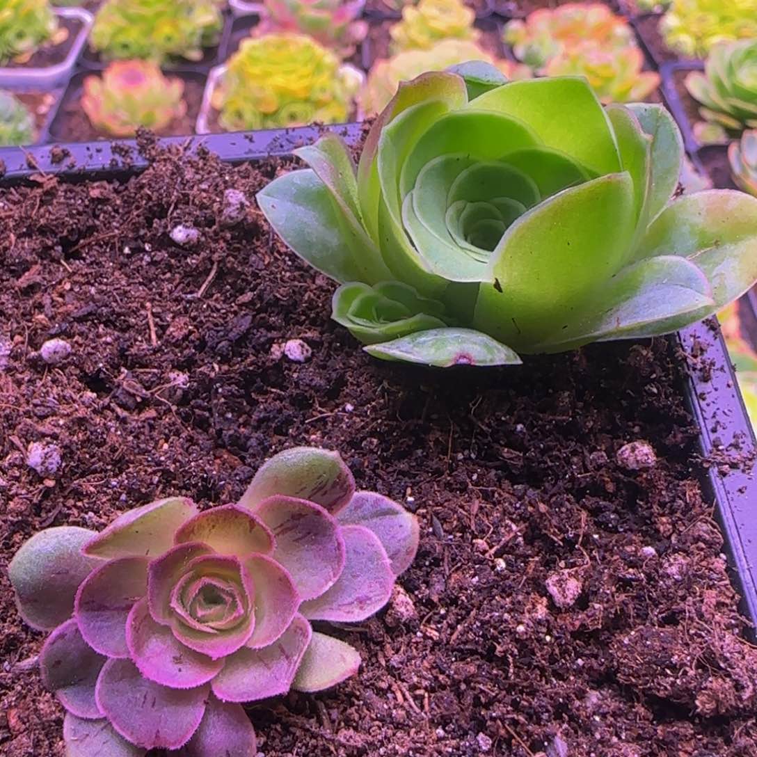 侧芽2个1125346464646565533