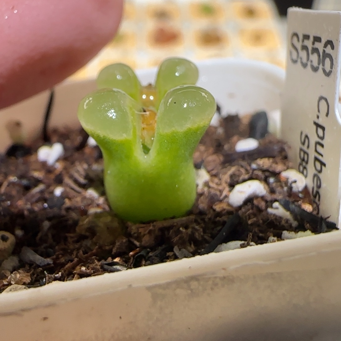 肉锥多肉植物百科-pub极窗1371