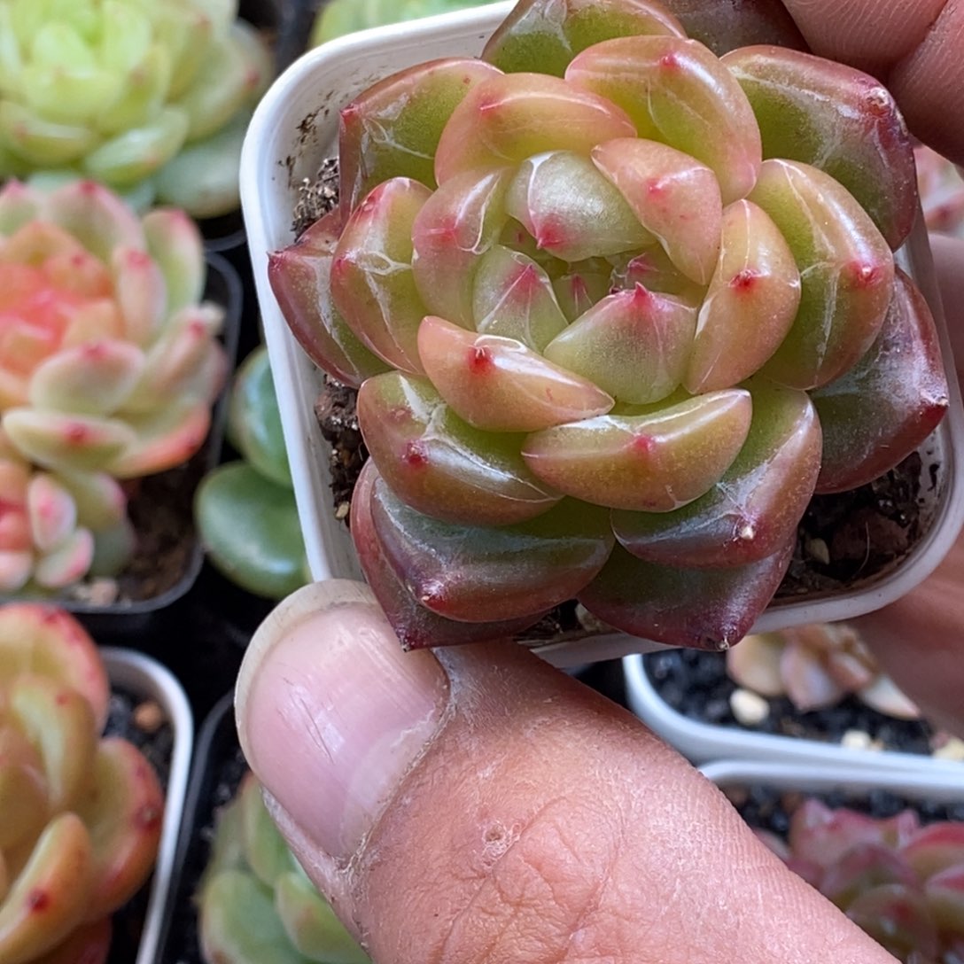 天官赐福百无禁忌