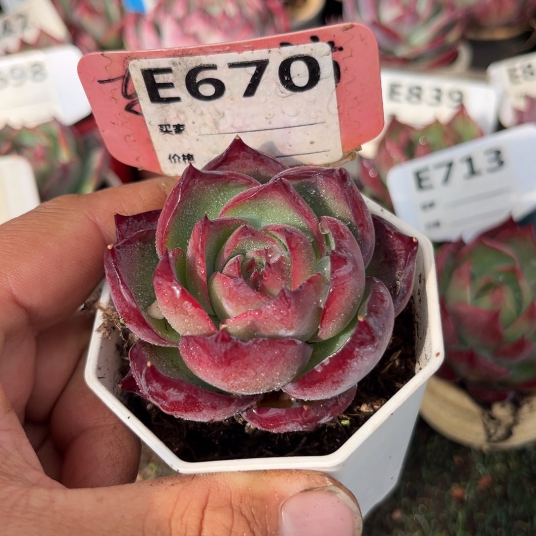 惊鸿一瞥670号多肉