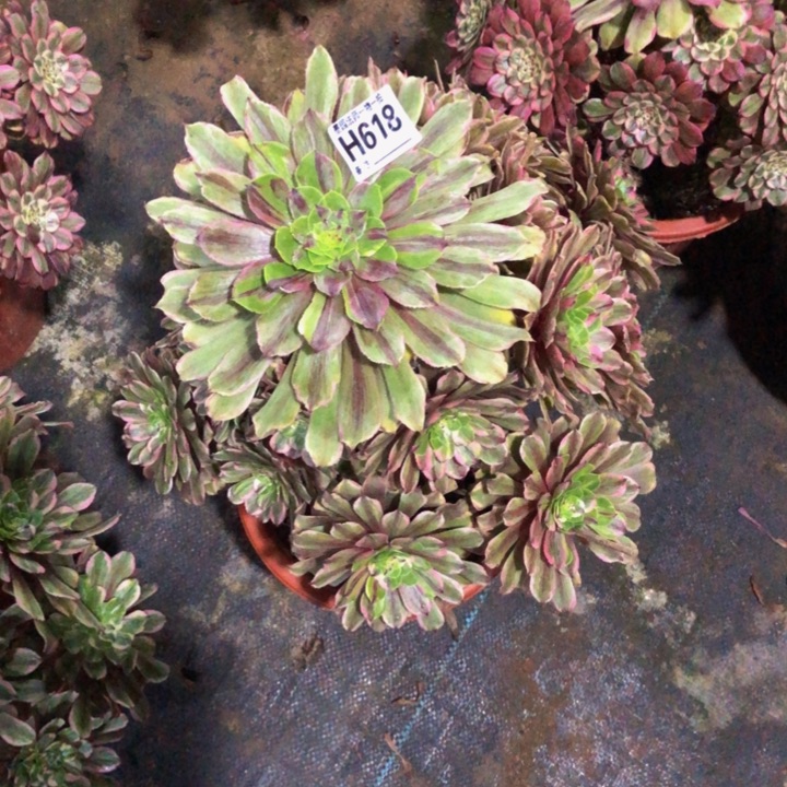 粉黛多肉61800000000