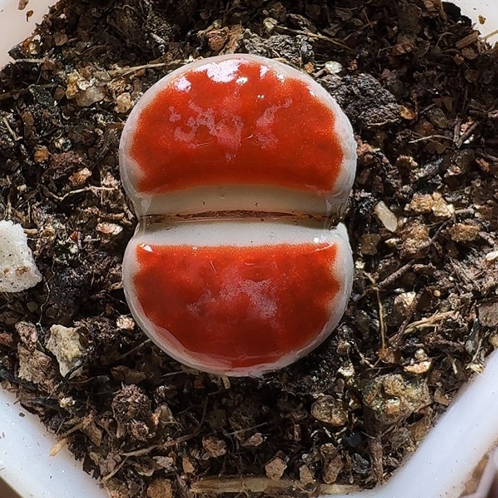 生石花11111111。  336