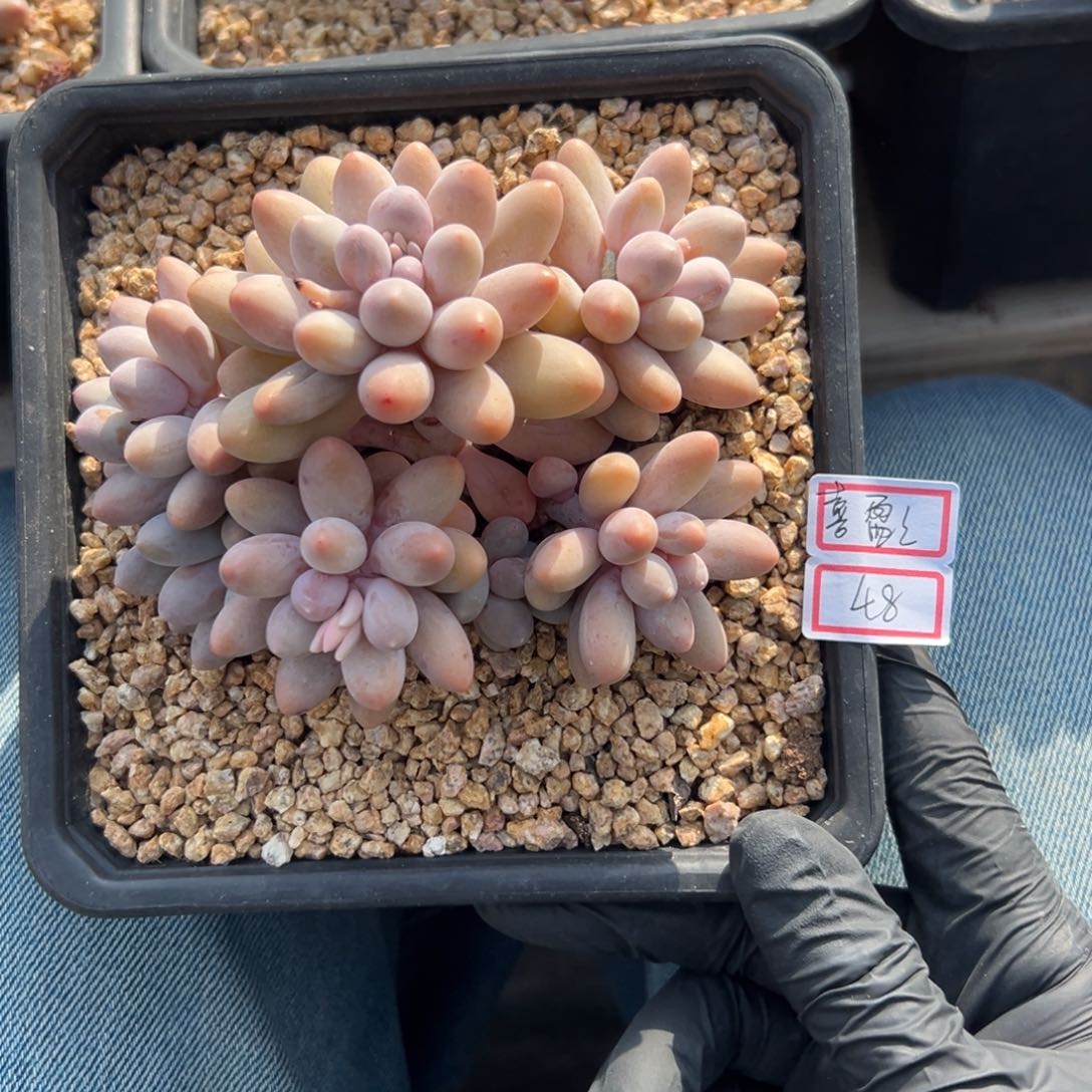 喜*盈11111111111111111111